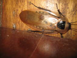 صورة Blaberus giganteus (Linnaeus 1758)