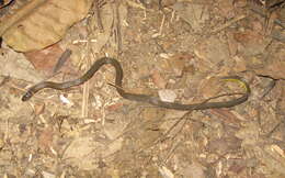 Image of Brown Reed Snake