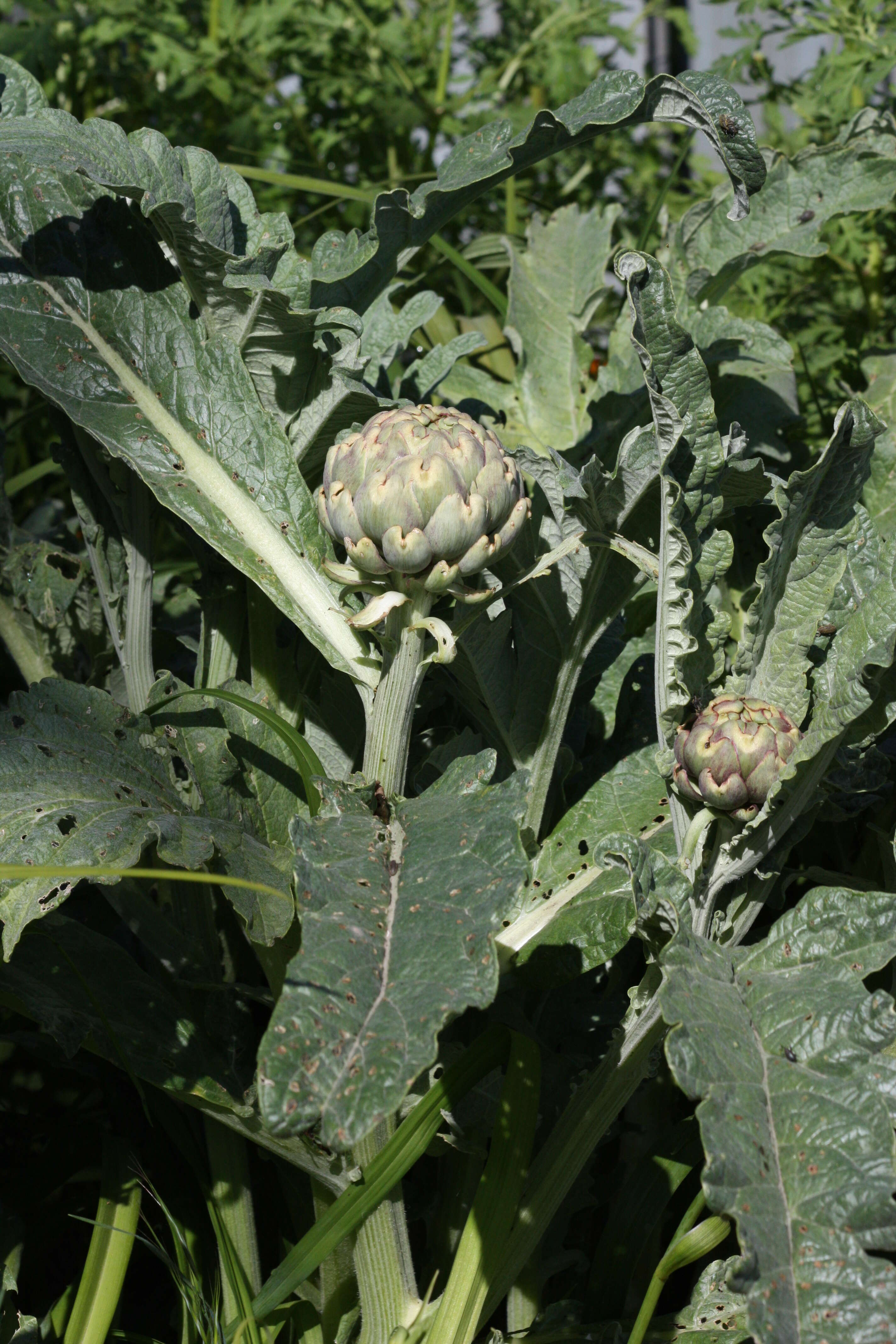 Image of cardoon