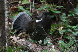 Imagem de Dendragapus fuliginosus (Ridgway 1873)