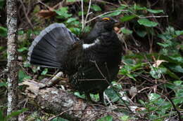 Imagem de Dendragapus fuliginosus (Ridgway 1873)