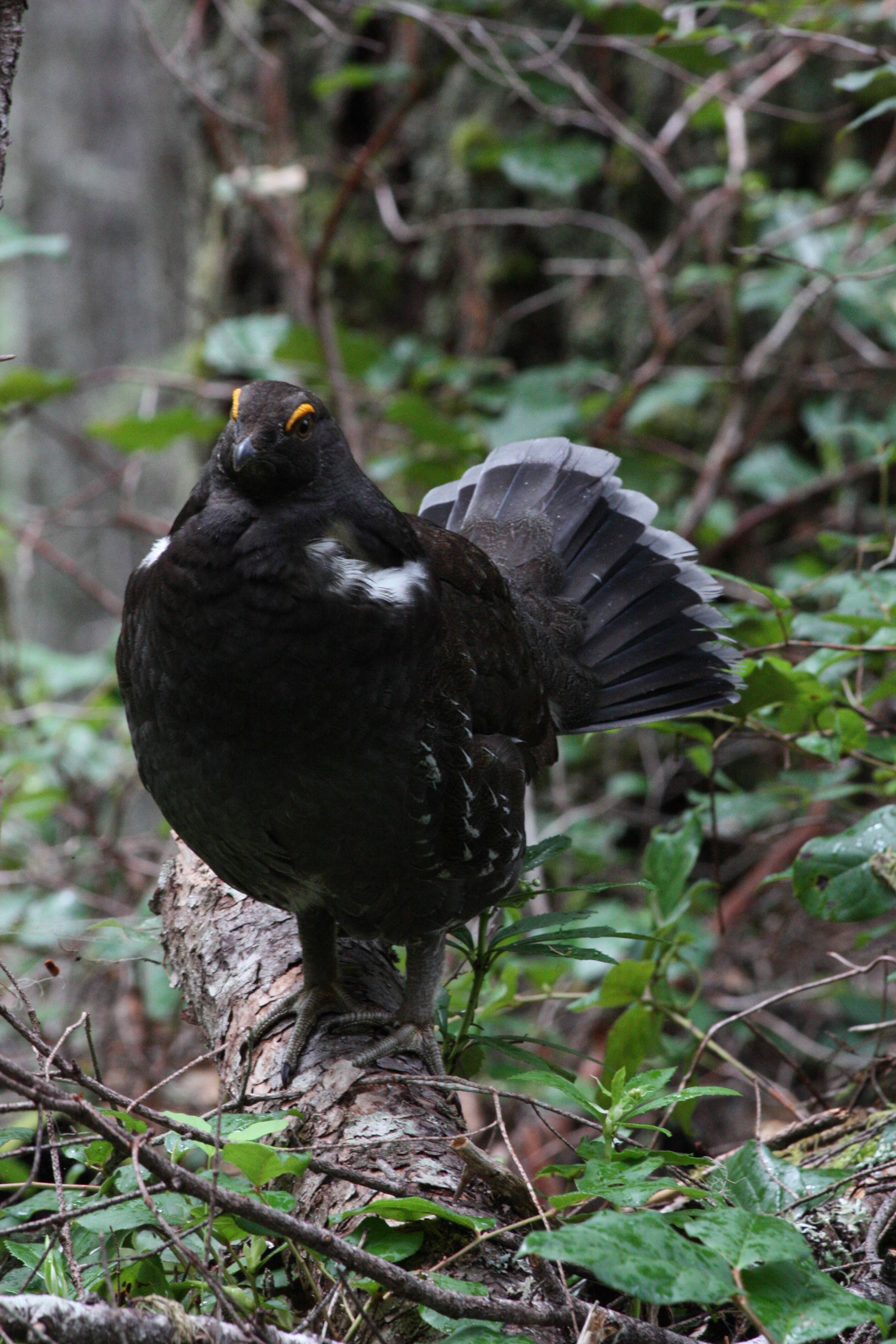 Imagem de Dendragapus fuliginosus (Ridgway 1873)