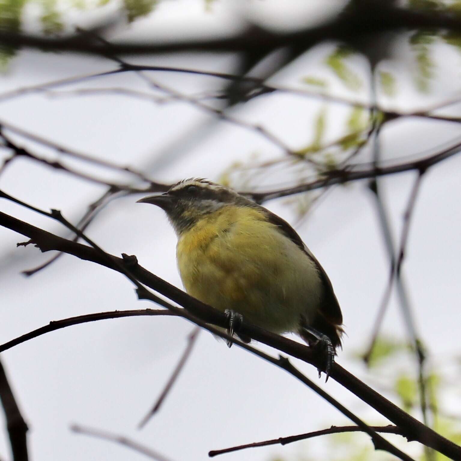 صورة Coereba flaveola mexicana (Sclater & PL 1857)