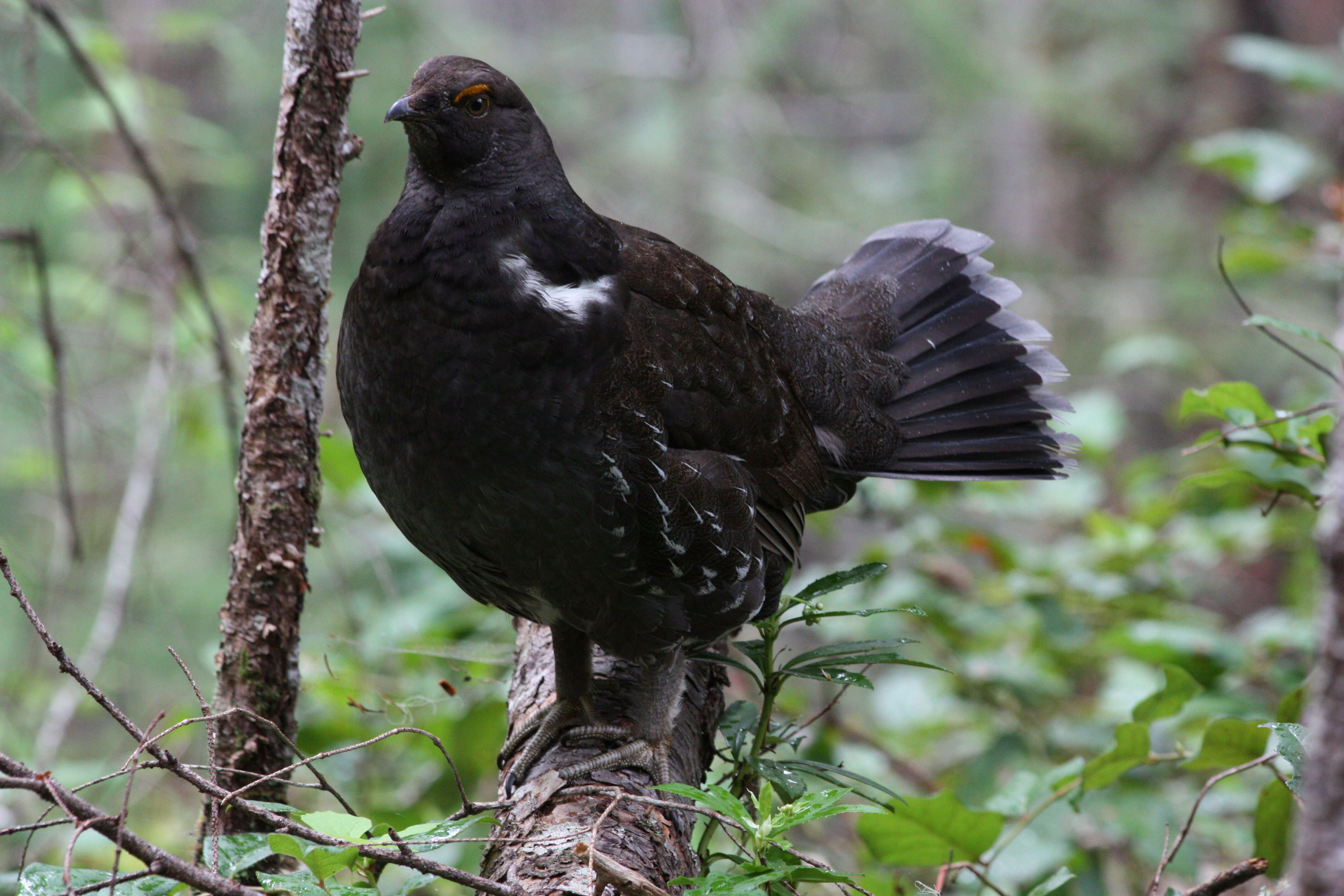 Imagem de Dendragapus fuliginosus (Ridgway 1873)