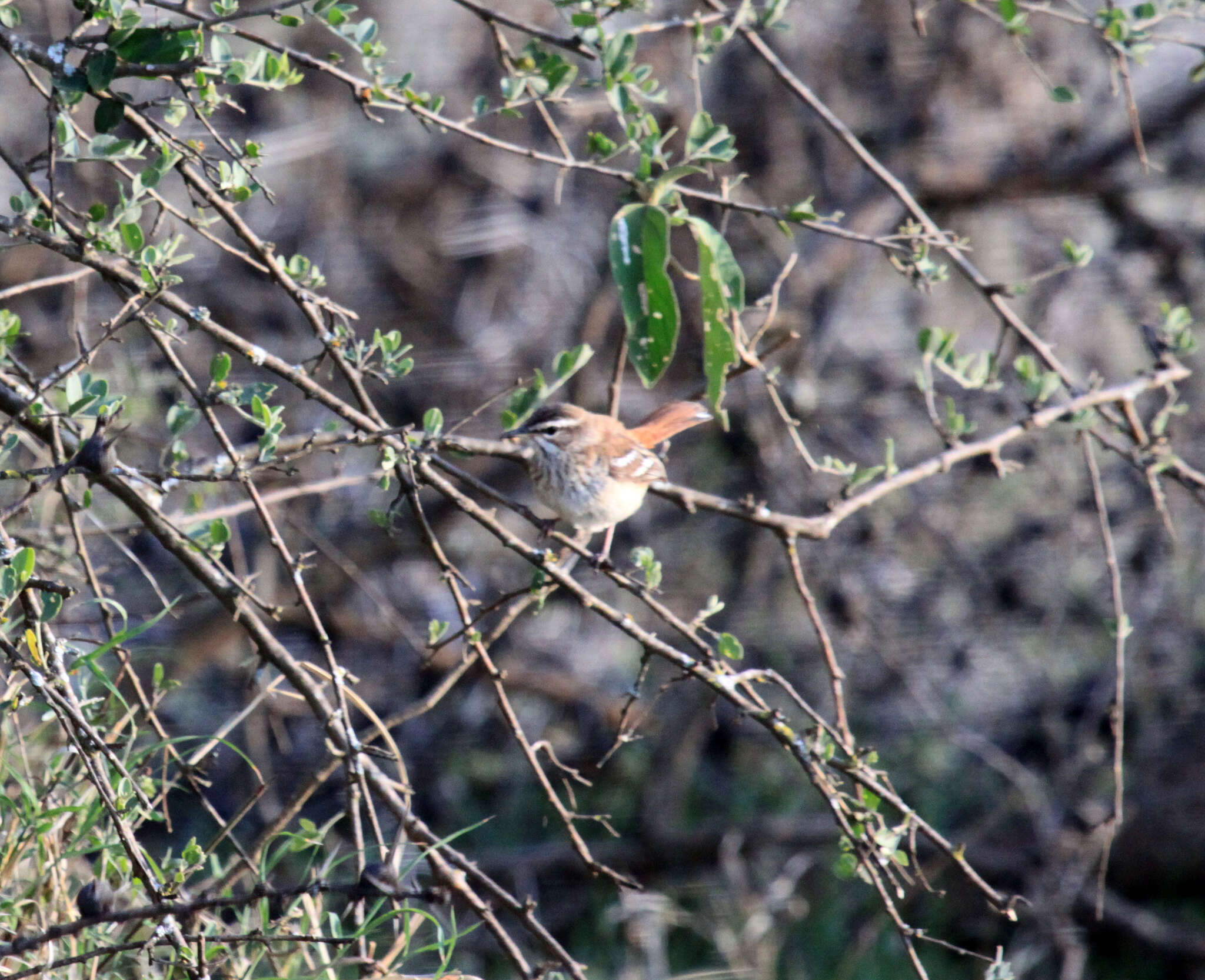 Image of White-browed Scrub Robin