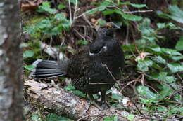 Imagem de Dendragapus fuliginosus (Ridgway 1873)