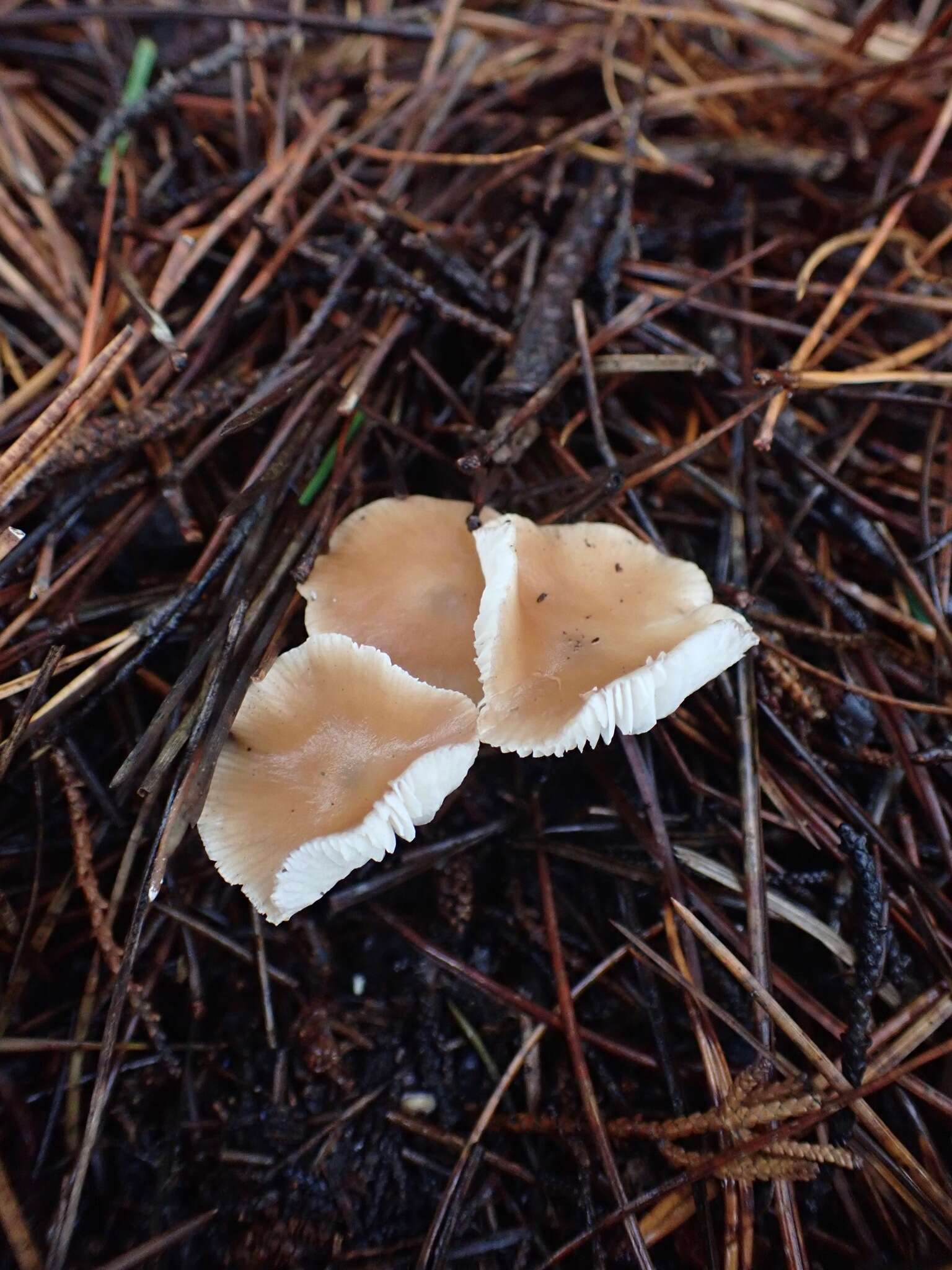 Image de Rhodocollybia incarnata (G. Stev.) J. A. Cooper 2014