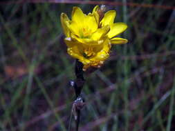 Image of Ixia odorata Ker Gawl.