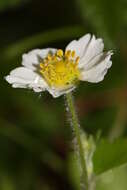 Image of woodland strawberry