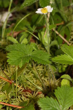 Image of woodland strawberry