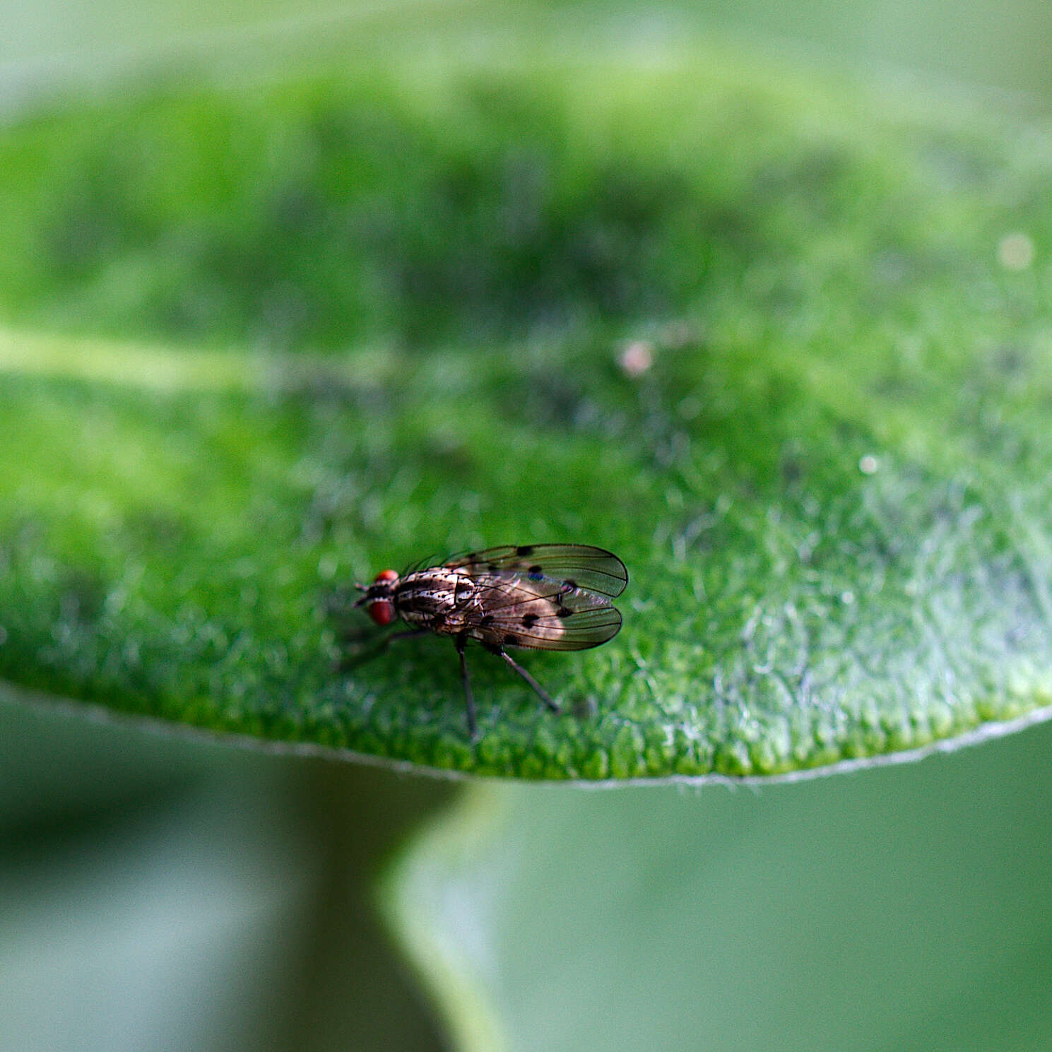 Anthomyia punctipennis Wiedemann 1830的圖片