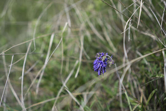 Sivun Salvia nutans L. kuva