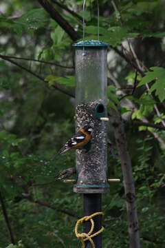 Image of Black-headed Grosbeak