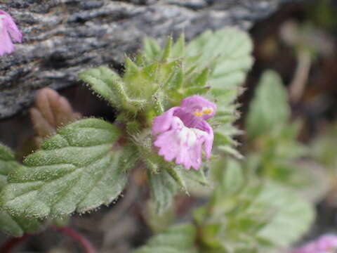 Image of Galeopsis pyrenaica Bartl.