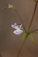 Image of Small-flower Tonella