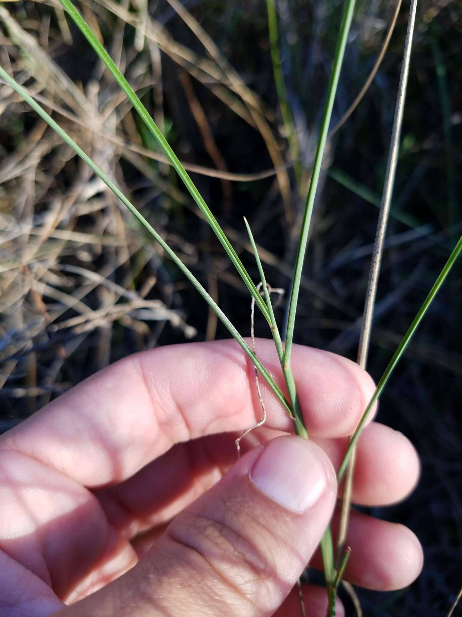 Image de Schizachyrium rhizomatum (Swallen) Gould