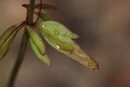 Image of Small-flower Tonella