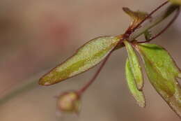 Image of Small-flower Tonella