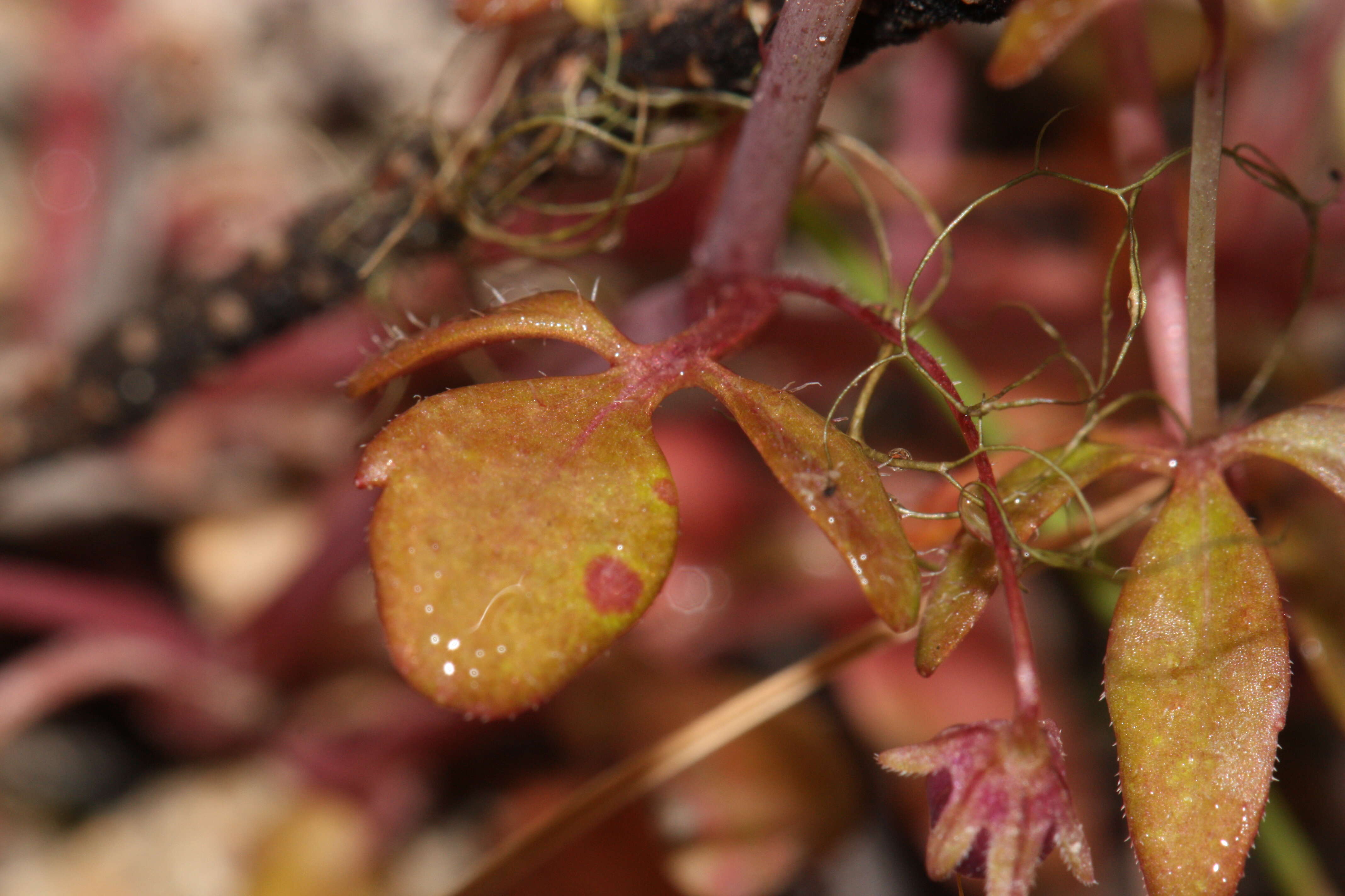 Image of Small-flower Tonella