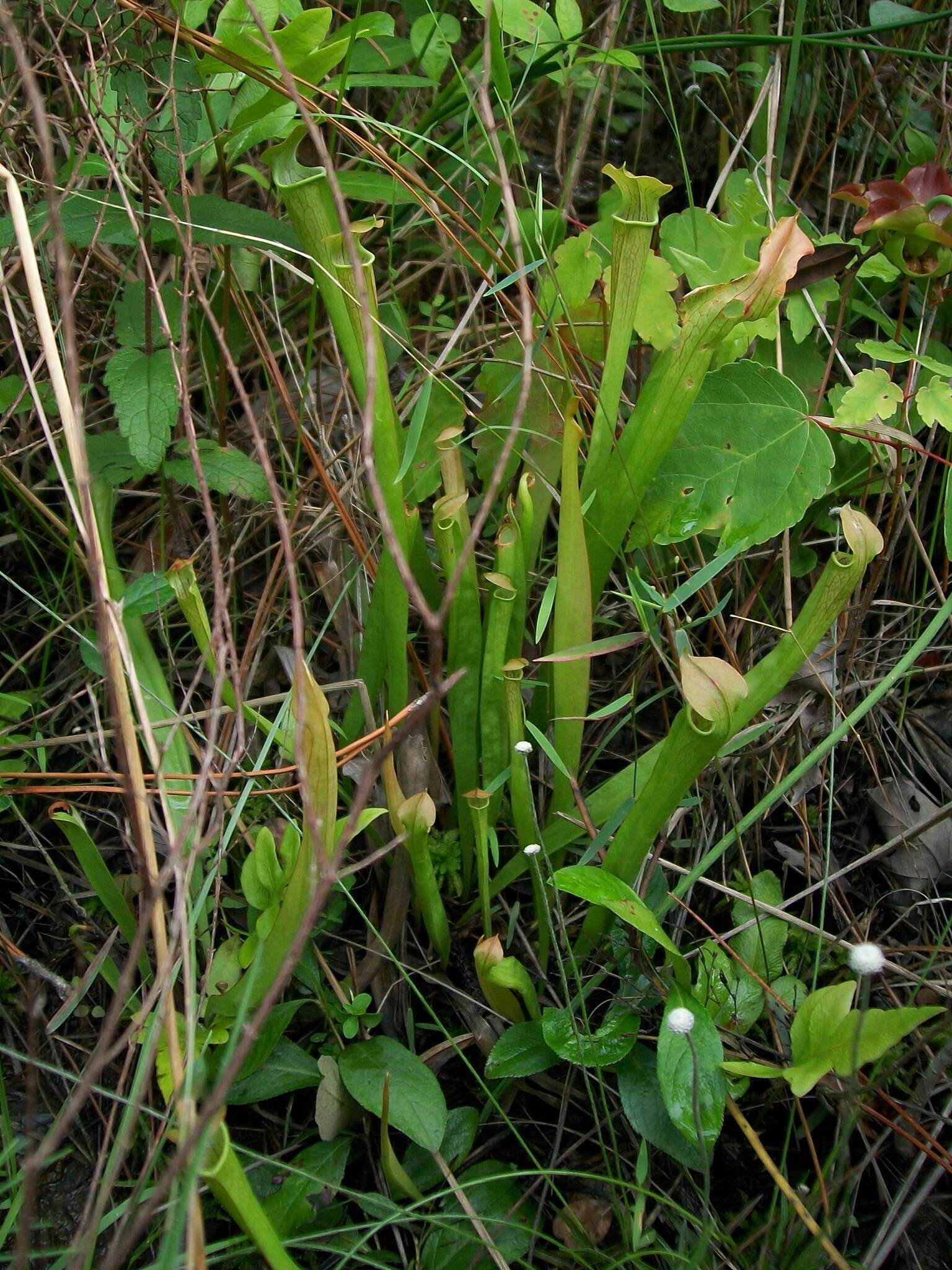 Image of Wherry's pitcherplant