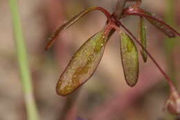 Image of Small-flower Tonella