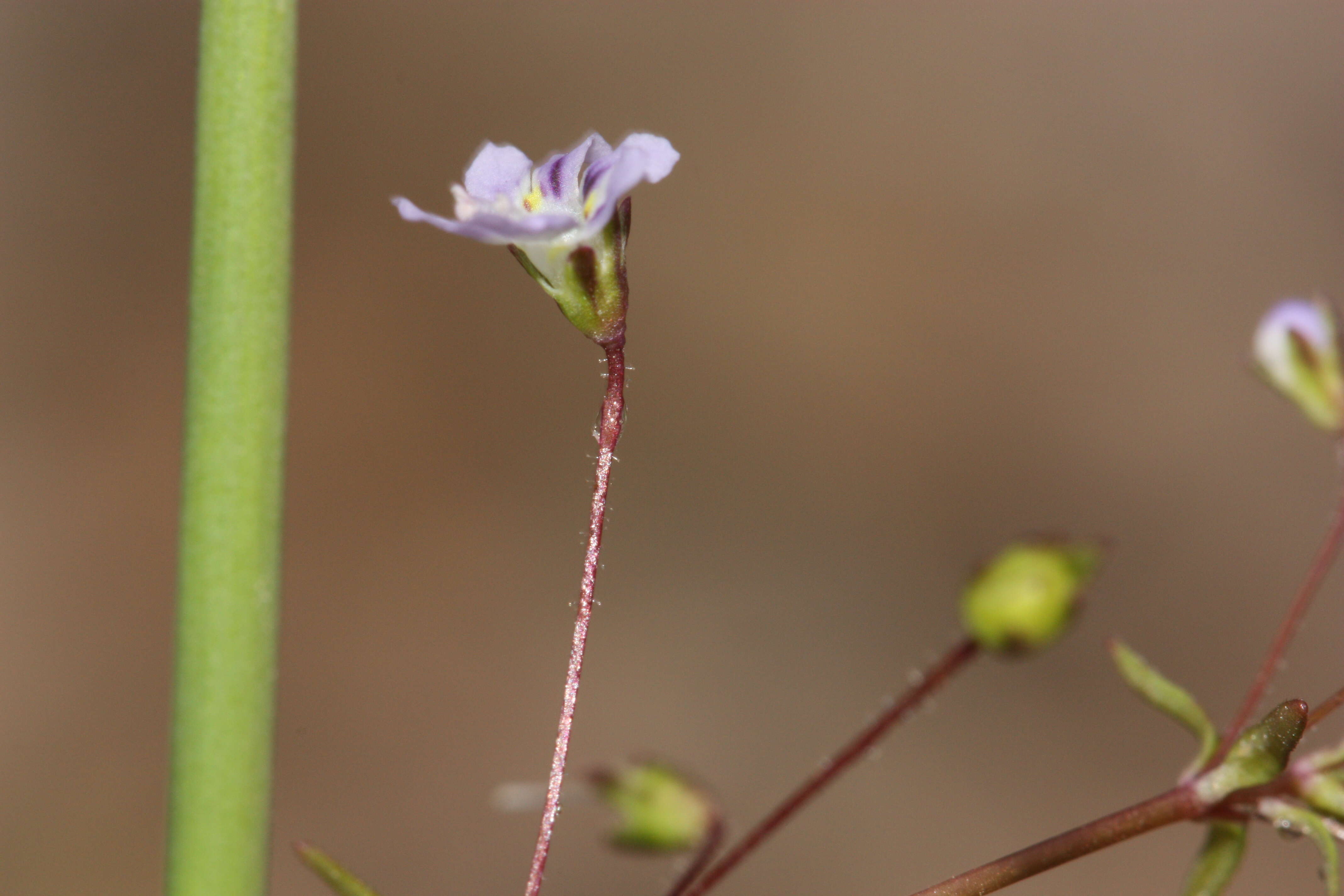 Image of Small-flower Tonella