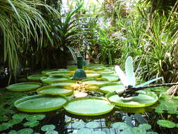 Image of Santa Cruz water-lily