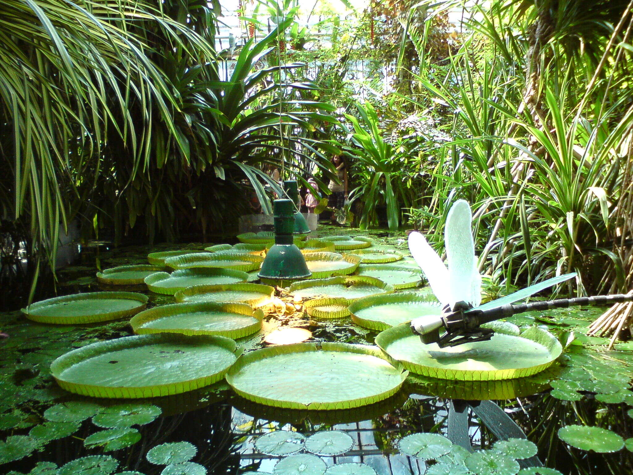 Image of Santa Cruz water-lily