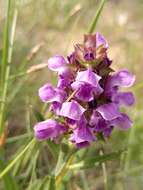 Image of Prunella hyssopifolia L.