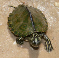 Image of Escambia Map Turtle