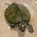 Image of Escambia Map Turtle