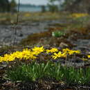 Image of eastern fournerved daisy