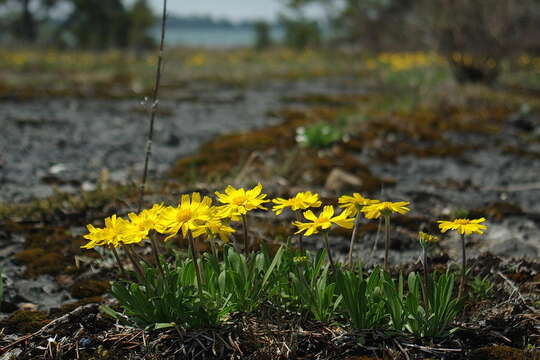 Image de Tetraneuris herbacea Greene