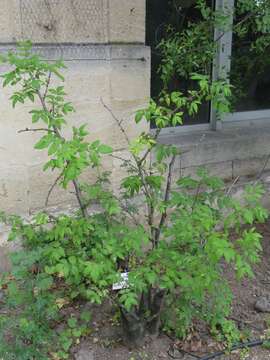 Image of common pricklyash