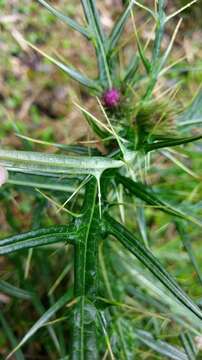 صورة <i>Cirsium tatakaense</i>