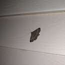 Image of Moth