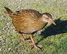 Image of Weka