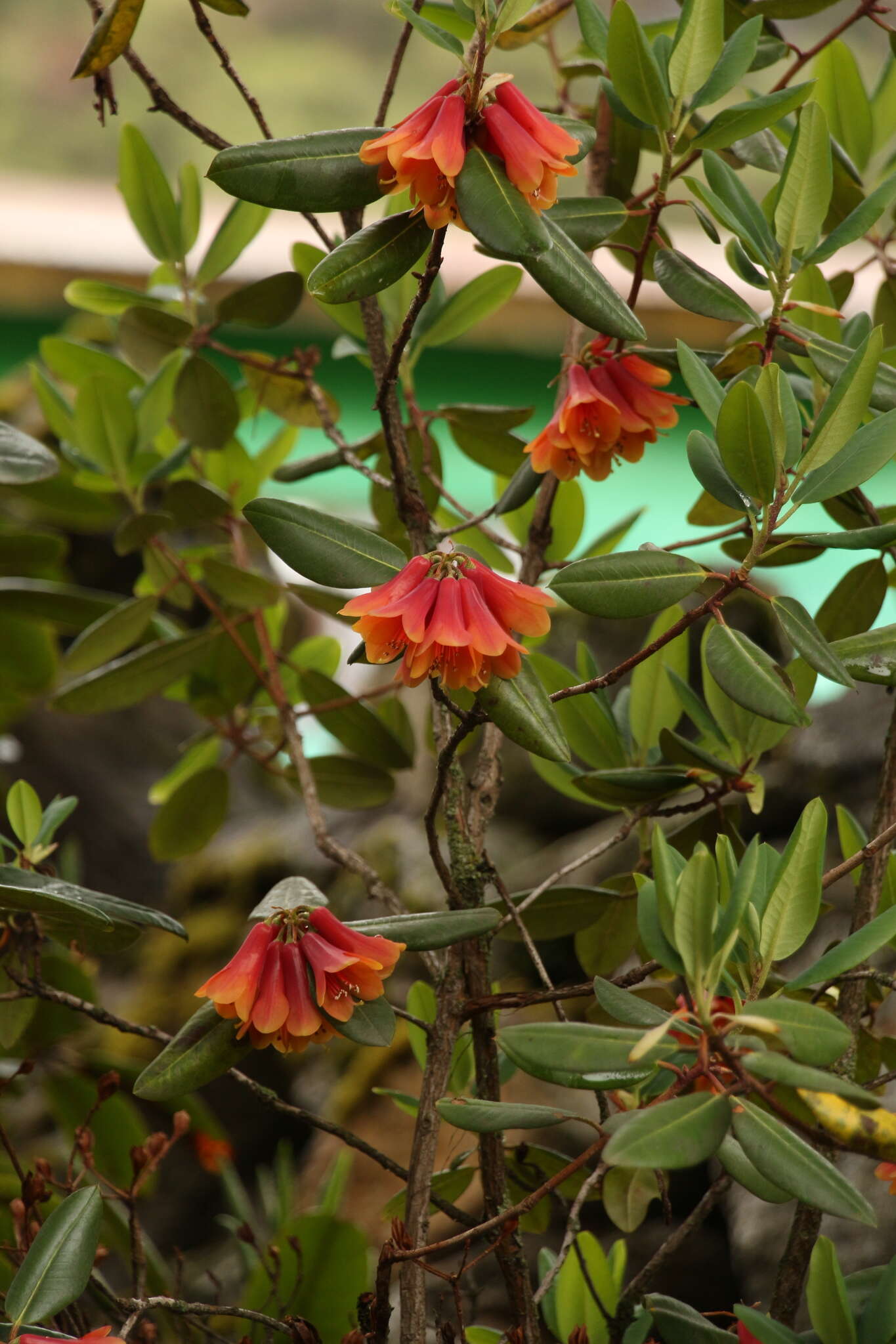 Imagem de Rhododendron cinnabarinum Hook. fil.