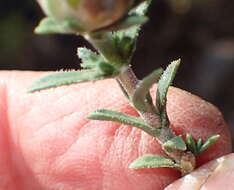 Image of Pteronia staehelinoides DC.