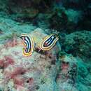 Image de Chromodoris magnifica (Quoy & Gaimard 1832)