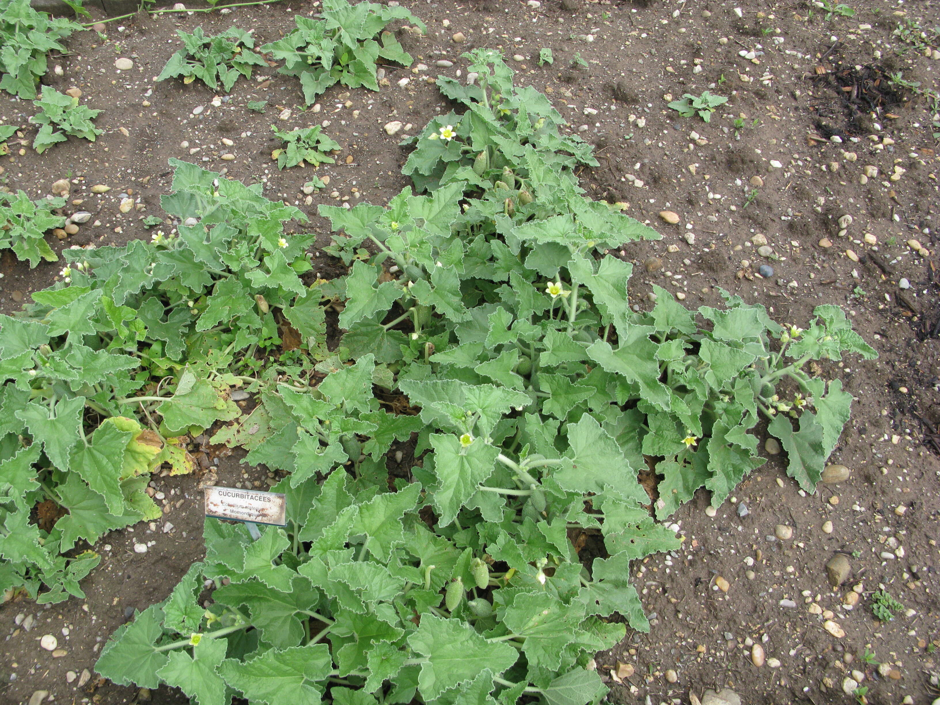 Image of squirting cucumber