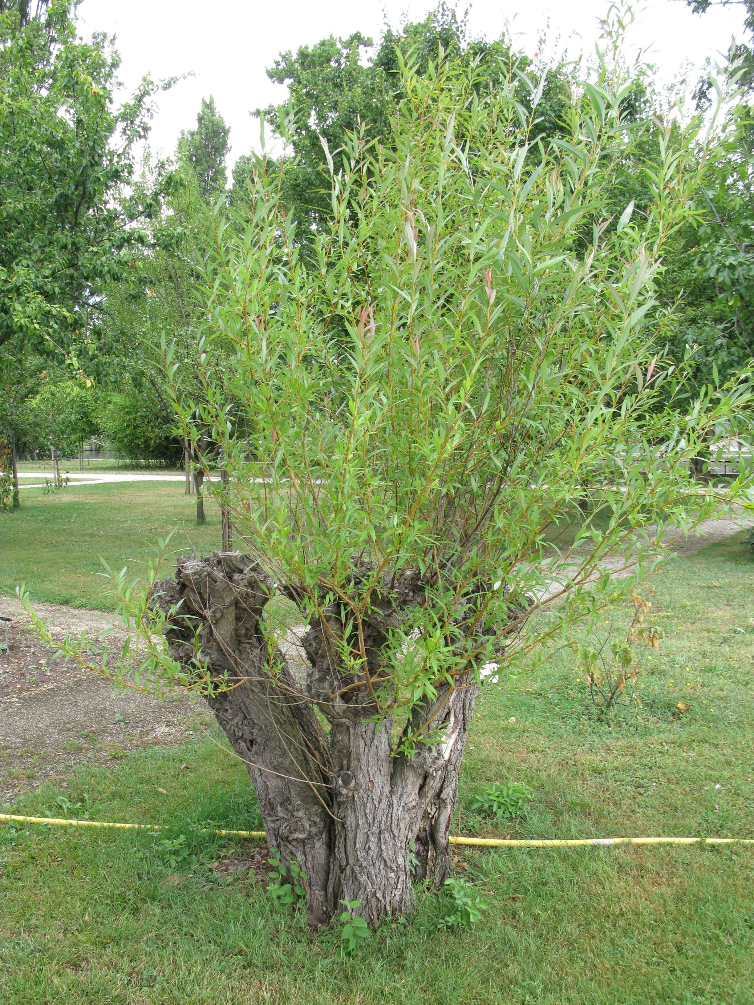 Image of narrow-leaf willow