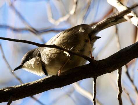 صورة Apalis thoracica claudei Sclater & WL 1910