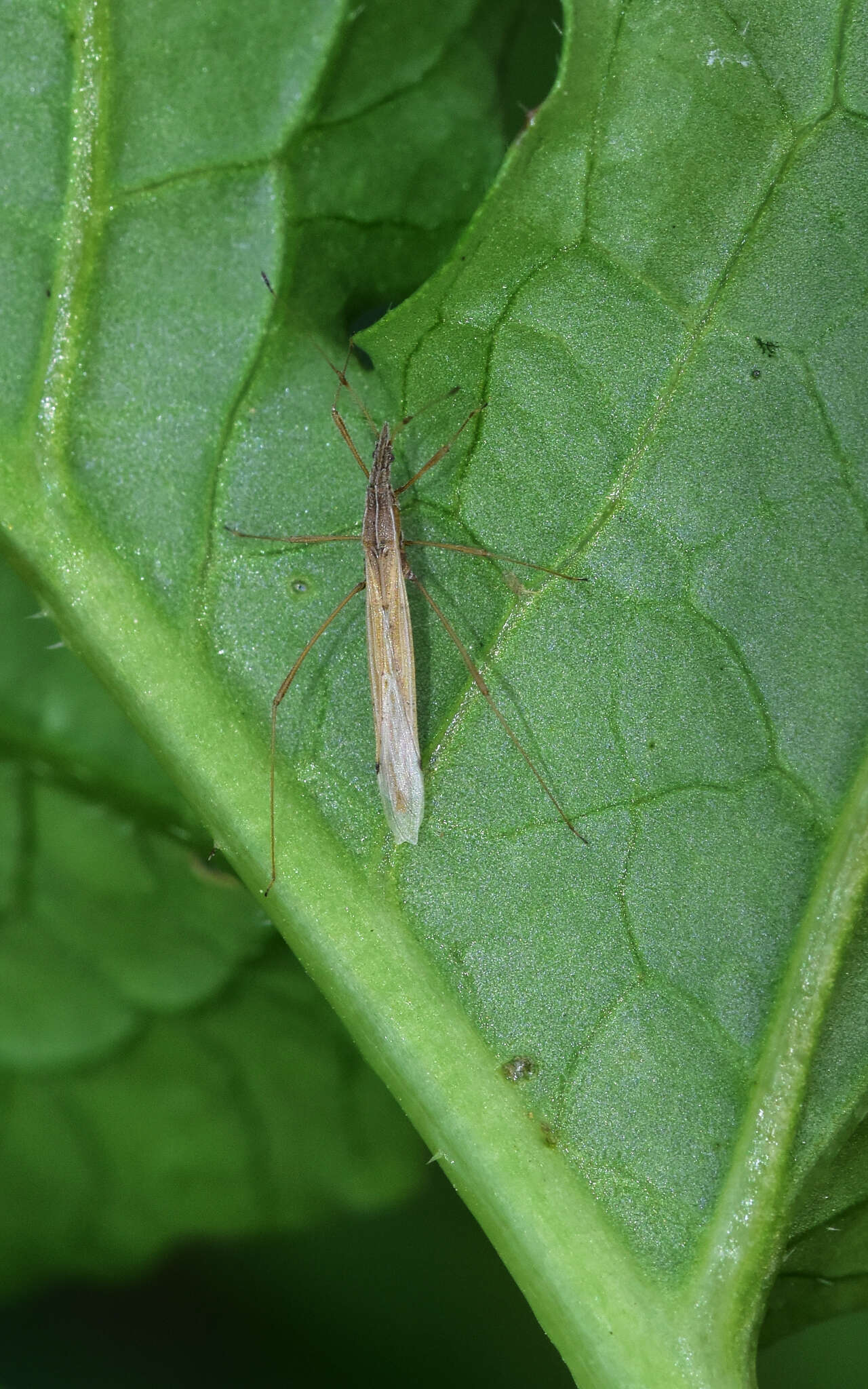 Image of Berytinus hirticornis (Brulle 1836)