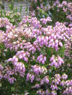 Image of Erica terminalis Salisb.