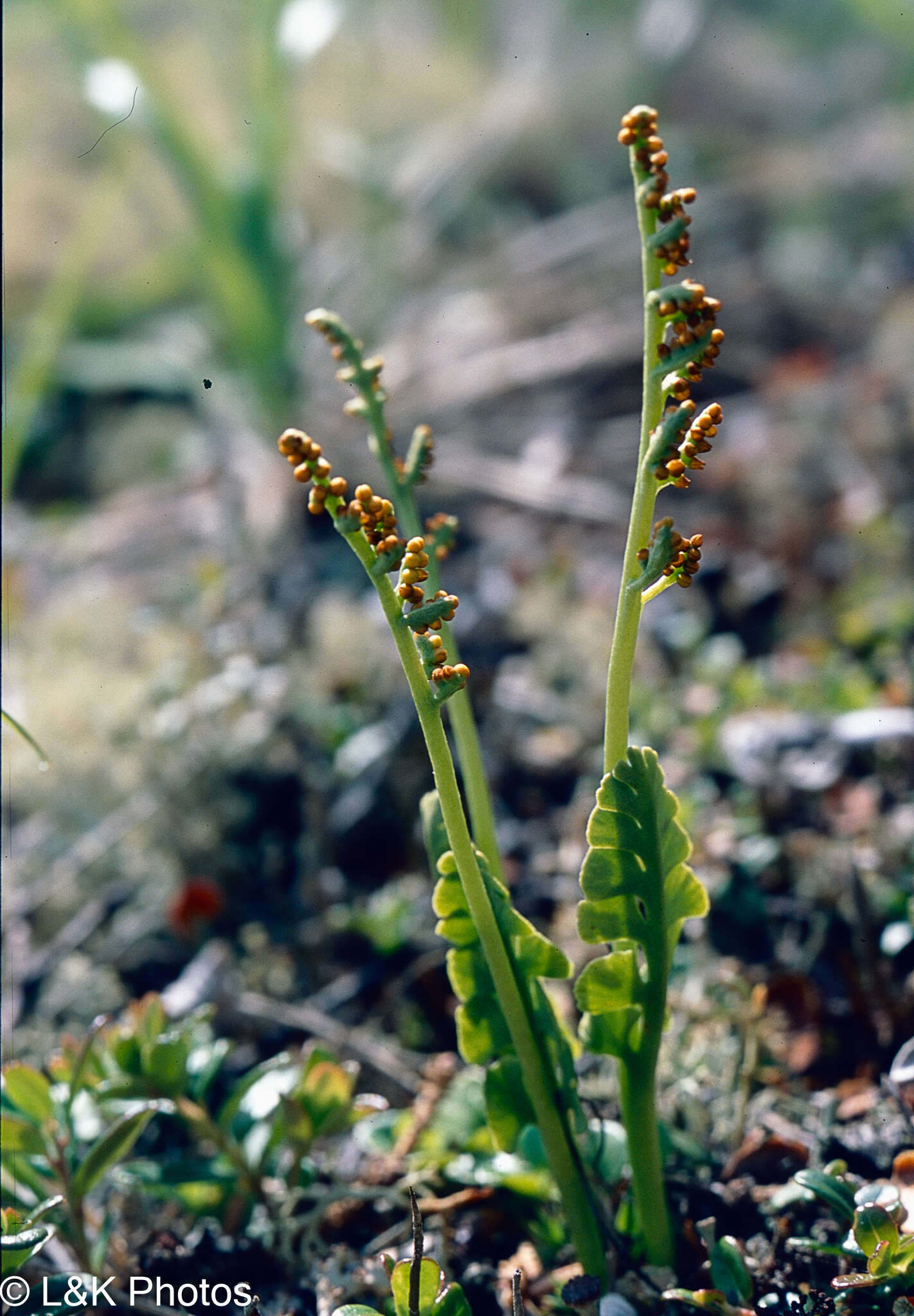 Image of Botrychium neolunaria Stensvold & Farrar