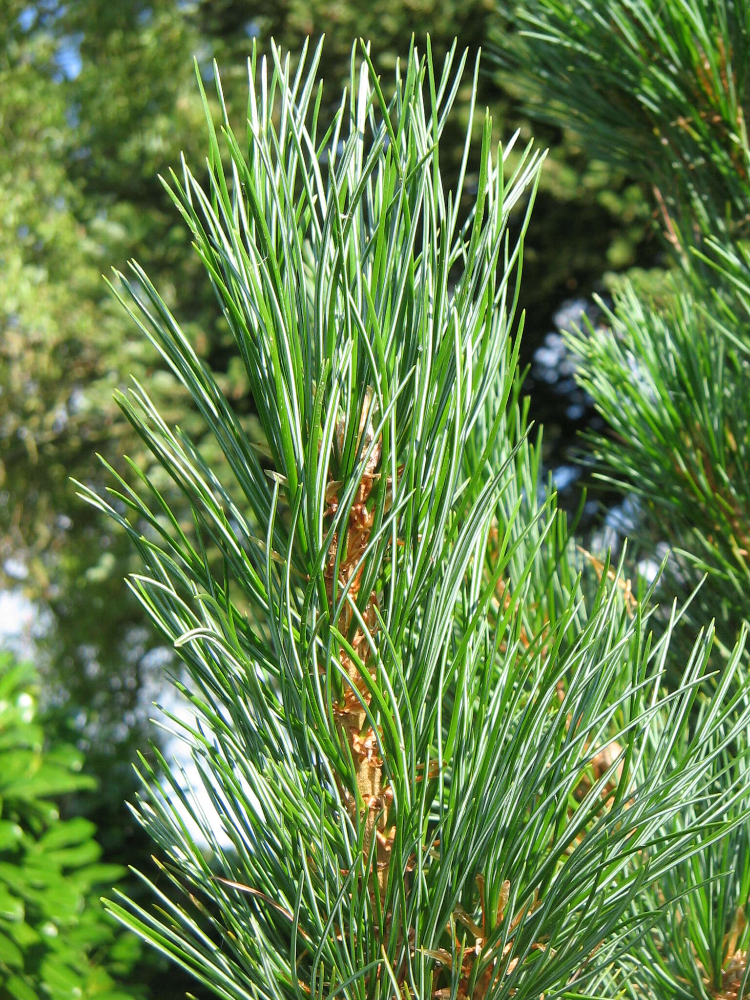 Image of Arolla Pine