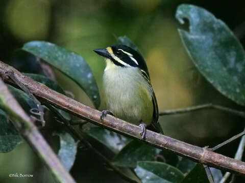 Image of Yellow-throated Tinkerbird