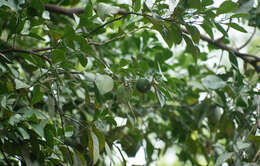 Image of Citrus limonia Osbeck