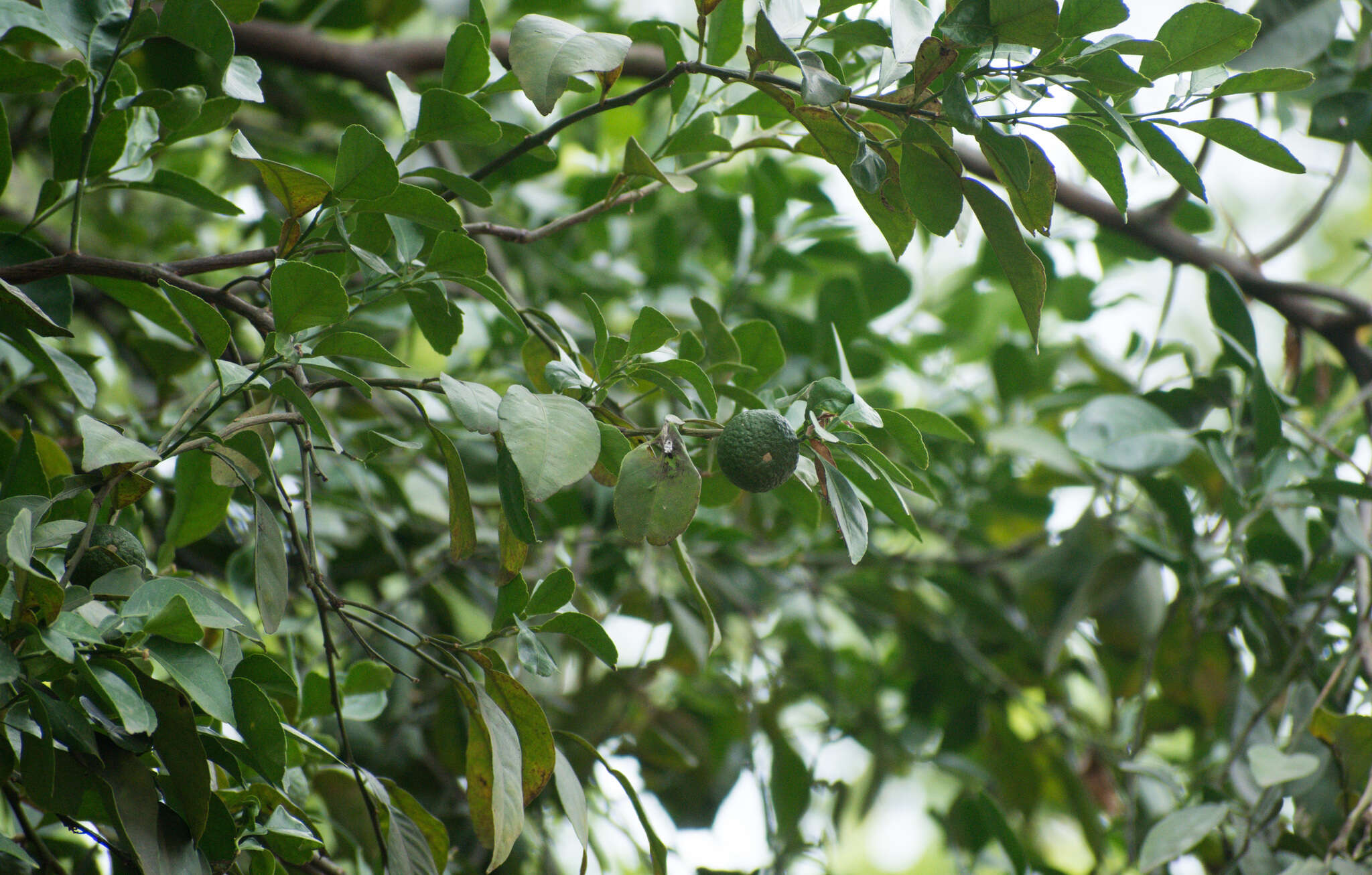 Image of Citrus limonia Osbeck